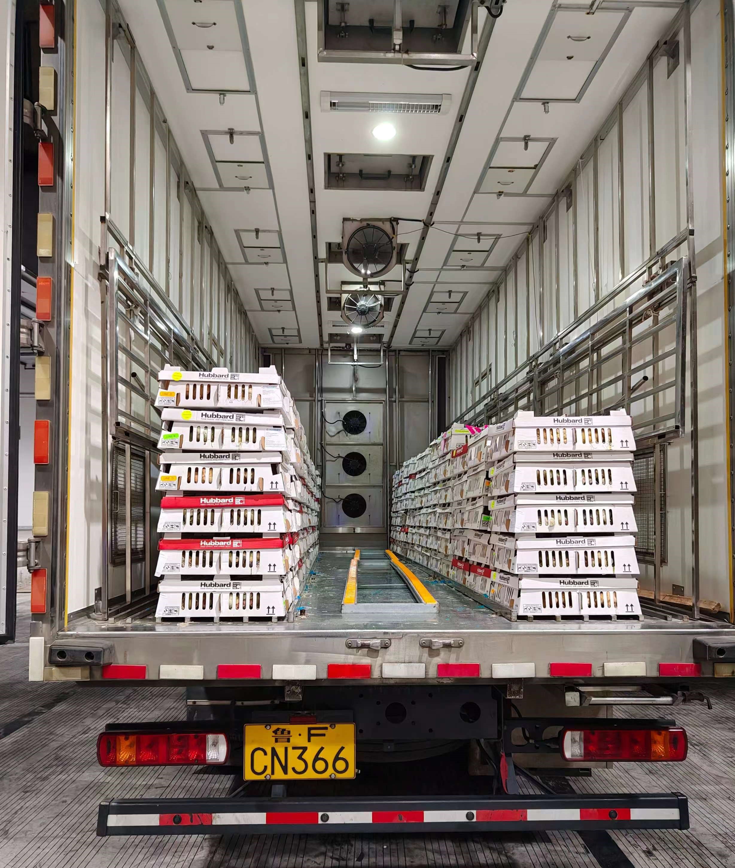 高景气助推白羽肉种鸡苗价，多批次引种缓解种源严重大势