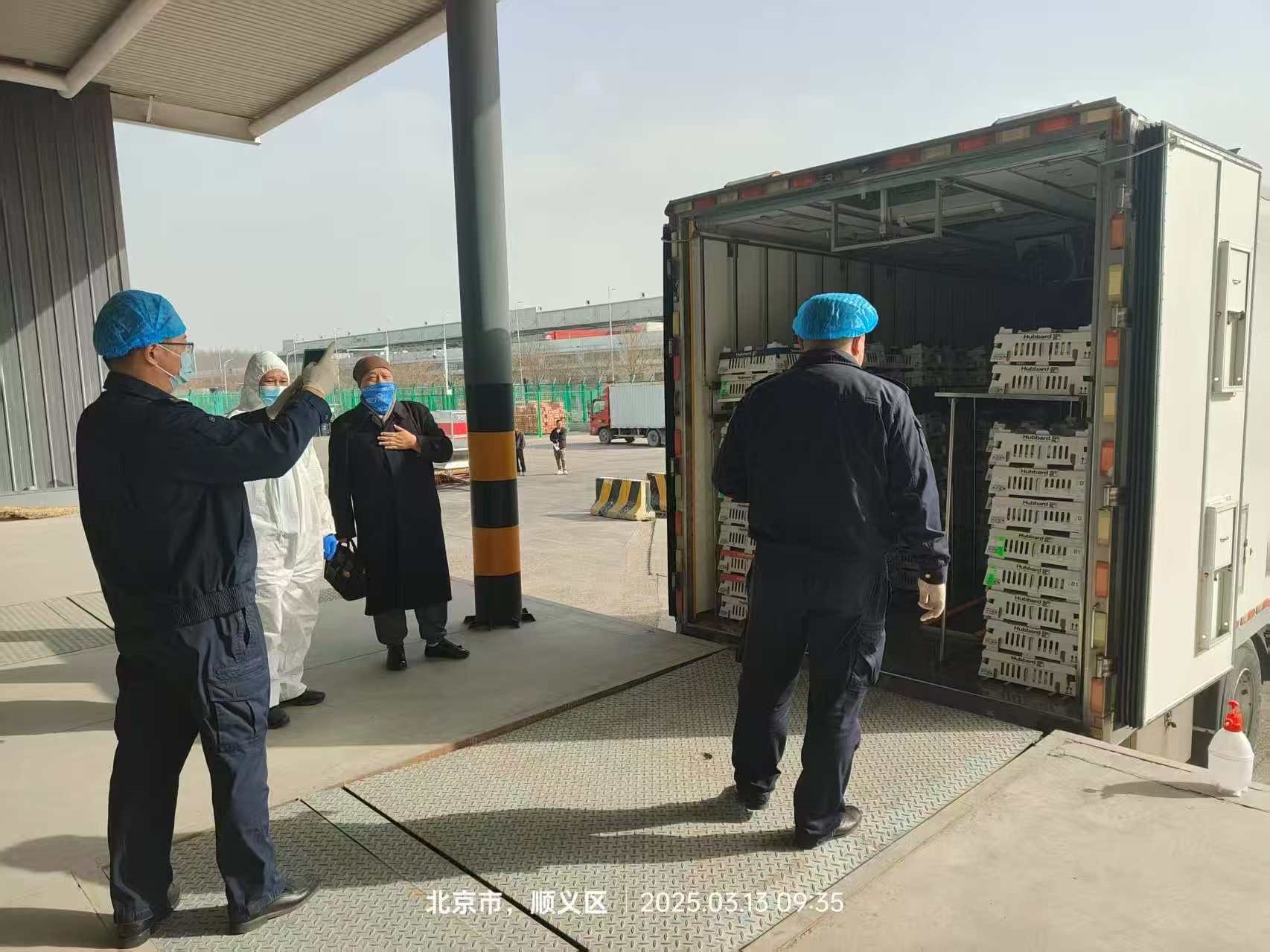 【引种】喜讯！J9集团股份从法国引进的第二批祖代白羽肉种鸡尘埃落定