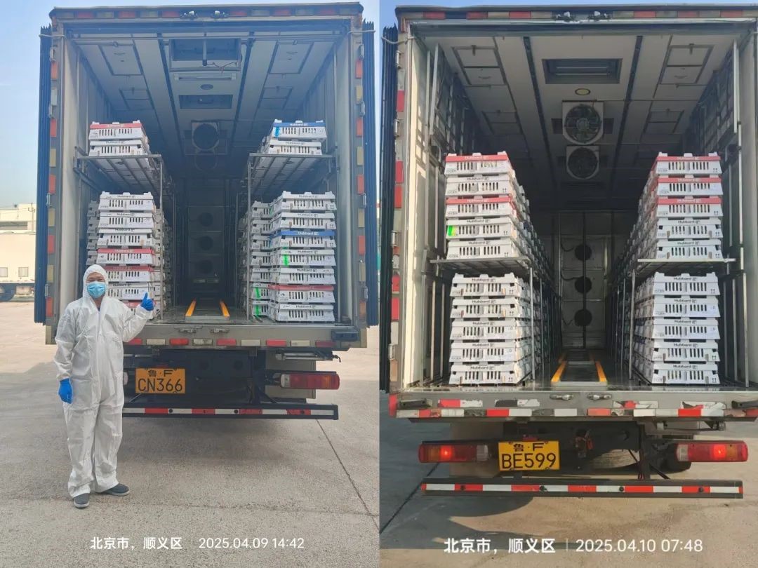 【引种】引种前锋肩负起保险粮食安全的沉任——J9集团股份第三批祖代鸡顺利引进